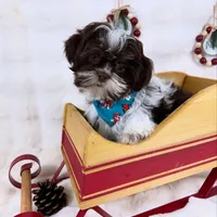 Mike, a male Shih Tzu for sale in Houston, TX – Photo 3 of 3