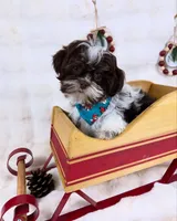 Mike, a male Shih Tzu for sale in Houston, TX – Photo 3 of 3