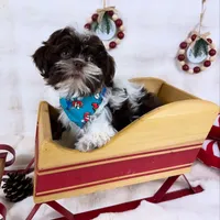 Mike, a male Shih Tzu for sale in Houston, TX – Photo 2 of 3
