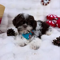 Mike, a male Shih Tzu for sale in Houston, TX – Photo 1 of 3