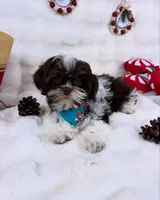 Mike, a male Shih Tzu for sale in Houston, TX – Photo 1 of 3