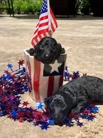 Malone, a male Poodle - Toy  for sale in Los Angeles, CA – Photo 5 of 10