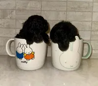 Malone, a male Poodle - Toy  for sale in Los Angeles, CA – Photo 6 of 10