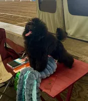 Malone, a male Poodle - Toy  for sale in Los Angeles, CA – Photo 9 of 10