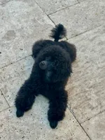 Malone, a male Poodle - Toy  for sale in Los Angeles, CA – Photo 10 of 10