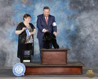 Malone, a male Poodle - Toy  for sale in Los Angeles, CA – Photo 3 of 10