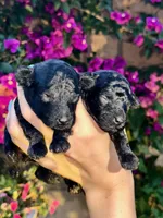 Malone, a male Poodle - Toy  for sale in Los Angeles, CA – Photo 8 of 10