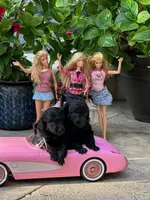 Malone, a male Poodle - Toy  for sale in Los Angeles, CA – Photo 7 of 10