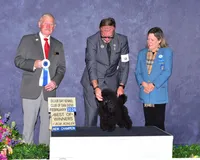 Malone, a male Poodle - Toy  for sale in Los Angeles, CA – Photo 2 of 10