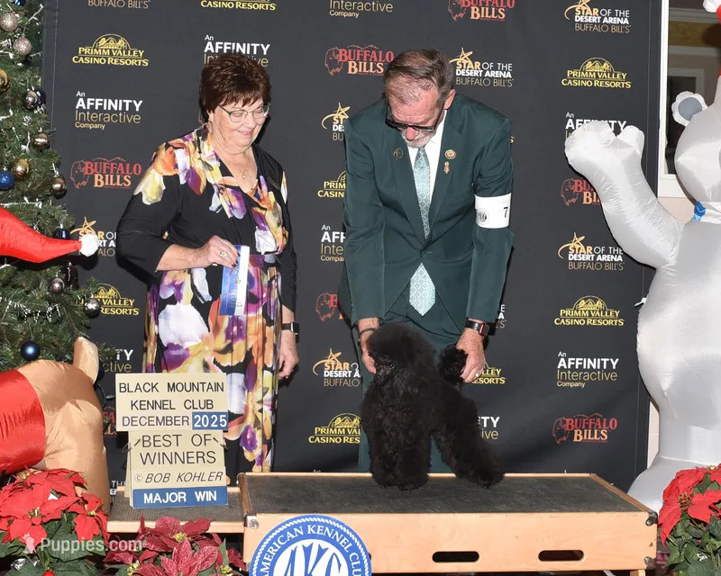 Malone – Poodle - Toy  puppy for sale in Los Angeles, CA