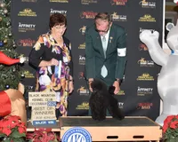 Malone, a male Poodle - Toy  for sale in Los Angeles, CA – Photo 1 of 10