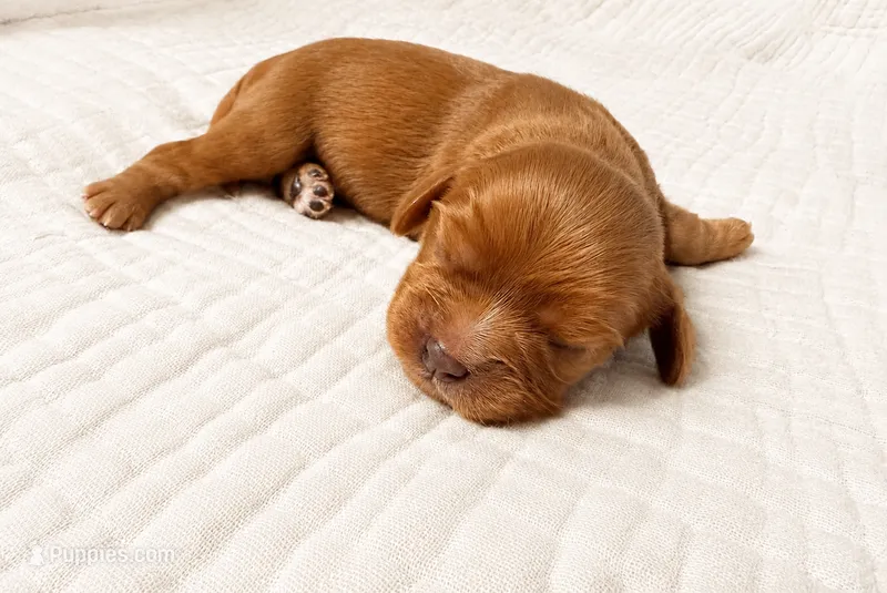 Henry – Cavalier King Charles Spaniel puppy for sale in Acworth, GA
