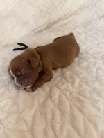 Benson (black collar), a male Cavalier King Charles Spaniel for sale in Acworth, GA – 2 of 2