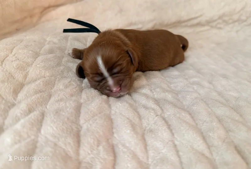 Benson (black collar) – Cavalier King Charles Spaniel puppy for sale in Acworth, GA