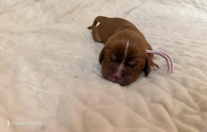 Sabrina (light pink collar)  – Cavalier King Charles Spaniel puppy for sale in Acworth, GA