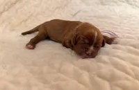 Sabrina (light pink collar) , a female Cavalier King Charles Spaniel for sale in Acworth, GA – 2 of 2