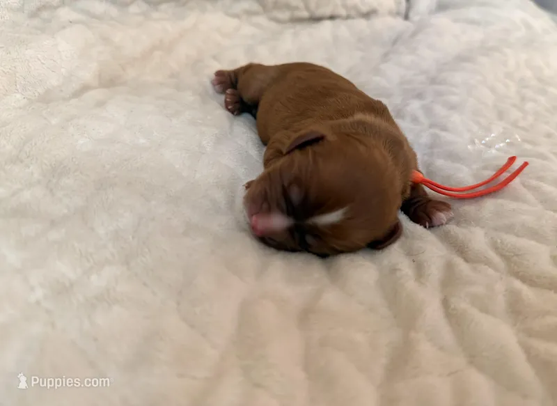 Ariana (orange collar) , a female Cavalier King Charles Spaniel for sale in Acworth, GA – 1 of 2