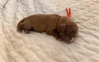 Ariana (orange collar) , a female Cavalier King Charles Spaniel for sale in Acworth, GA – 2 of 2