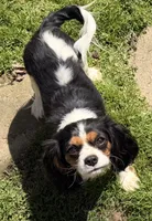 Henry, a male Cavalier King Charles Spaniel for sale in Acworth, GA – 2 of 3