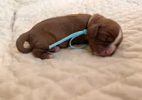Leonardo (blue collar), a male Cavalier King Charles Spaniel for sale in Acworth, GA – 2 of 2