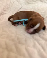 Leonardo (blue collar), a male Cavalier King Charles Spaniel for sale in Acworth, GA – 1 of 2
