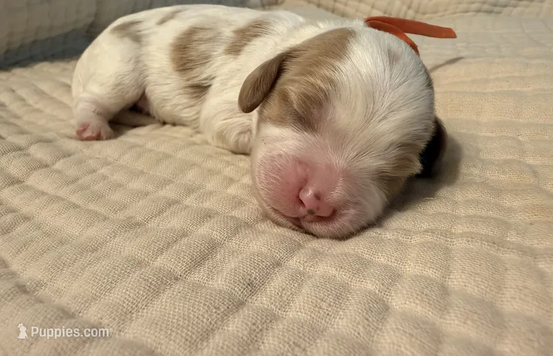 Toffee (orange collar) – Cavapoo puppy for sale in Acworth, GA