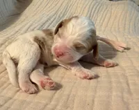 Cookie (pink collar), a female Cavapoo for sale in Acworth, GA – 2 of 2