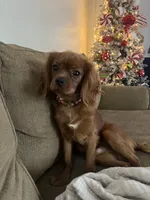 Henry, a male Cavalier King Charles Spaniel for sale in Acworth, GA – 3 of 3