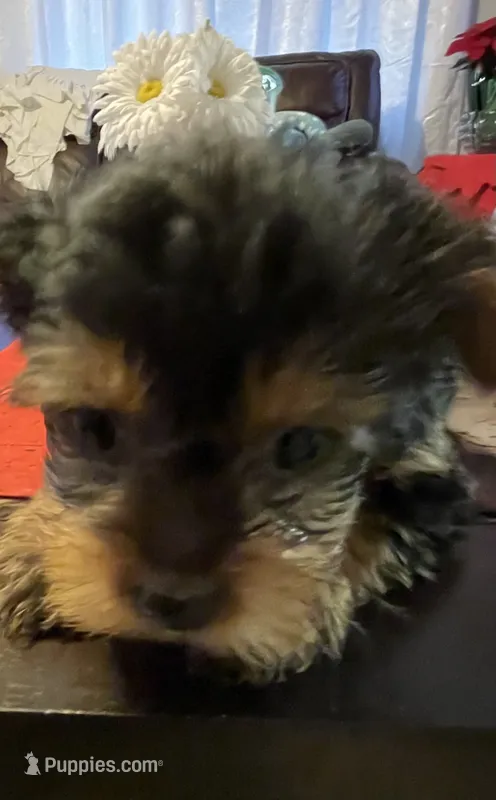 Little girl – Yorkshire Terrier puppy for sale in Rancho Cordova, CA