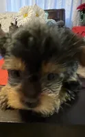Little girl, a female Yorkshire Terrier for sale in Rancho Cordova, CA – 1 of 1