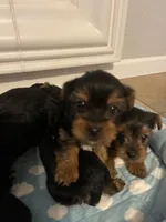 Baby boy, a male Yorkshire Terrier for sale in Rancho Cordova, CA – 4 of 7