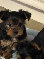 Baby boy, a male Yorkshire Terrier for sale in Rancho Cordova, CA – 2 of 7