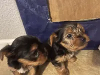 Baby boy, a male Yorkshire Terrier for sale in Rancho Cordova, CA – 6 of 7