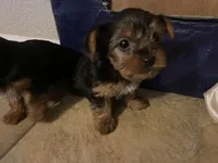 Baby boy, a male Yorkshire Terrier for sale in Rancho Cordova, CA – 3 of 7