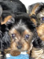 Baby boy, a male Yorkshire Terrier for sale in Rancho Cordova, CA – 1 of 7