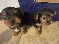 Baby boy, a male Yorkshire Terrier for sale in Rancho Cordova, CA – 5 of 7