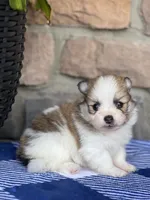 Jackson , a male Pomeranian for sale in Willard, OH – 4 of 8