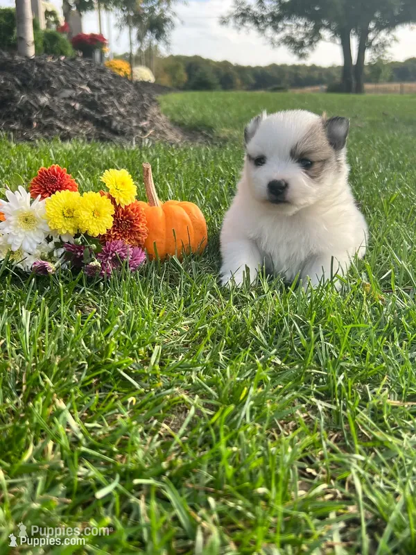 Rascal  – Pomeranian puppy for sale in Willard, OH