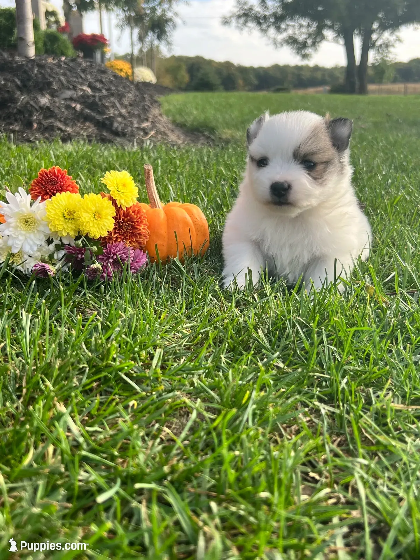 Rascal , a male Pomeranian for sale in Willard, OH – 1 of 3