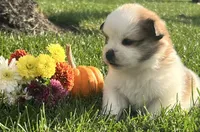 Rayley, a female Pomeranian for sale in Willard, OH – 2 of 3