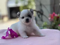 Paylee, a female Pomeranian for sale in Willard, OH – 6 of 8