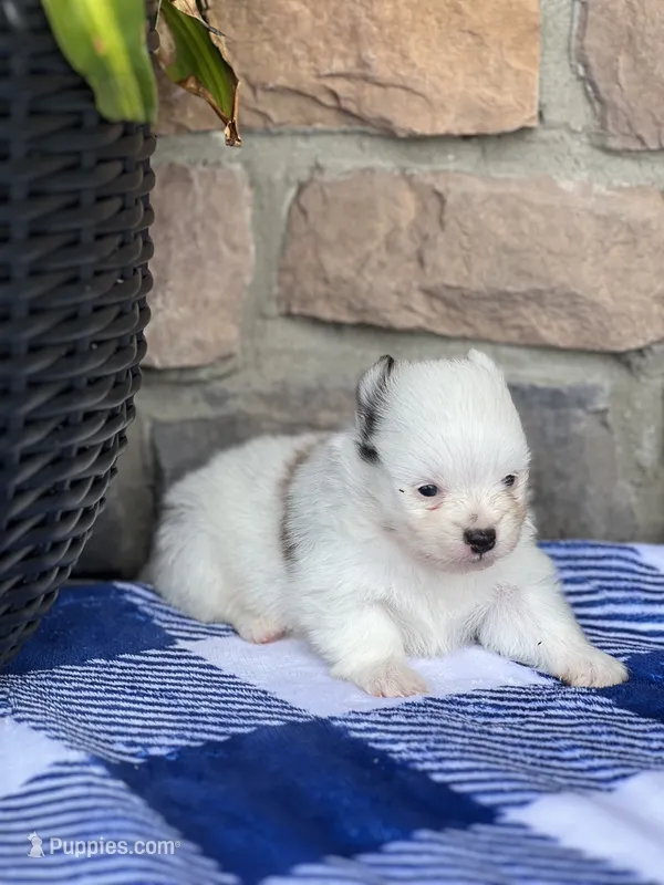 Parker  – Pomeranian puppy for sale in Willard, OH