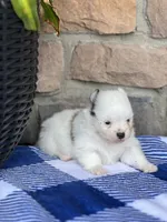 Parker , a male Pomeranian for sale in Willard, OH – 1 of 5