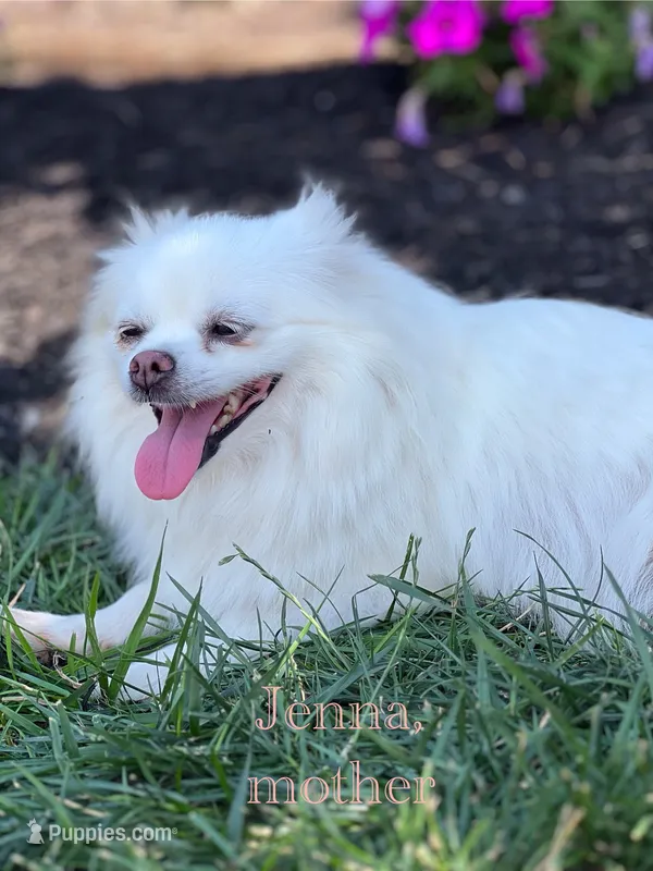 Jackson  – Pomeranian puppy for sale in Willard, OH