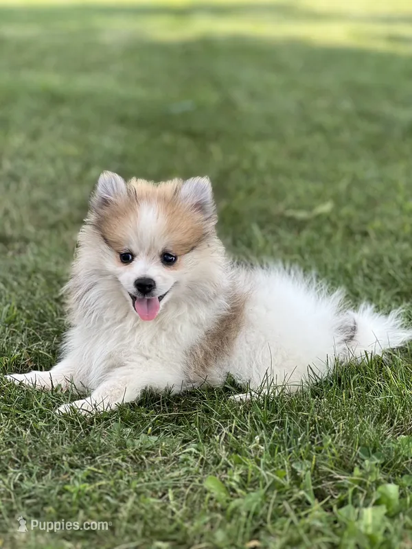 Jackson  – Pomeranian puppy for sale in Willard, OH
