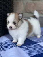 Jackson , a male Pomeranian for sale in Willard, OH – 2 of 8
