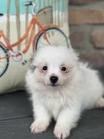 Parker , a male Pomeranian for sale in Willard, OH – 1 of 6