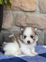 Jackson , a male Pomeranian for sale in Willard, OH – 5 of 8