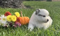 Rascal , a male Pomeranian for sale in Willard, OH – 2 of 3
