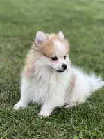 Jackson , a male Pomeranian for sale in Willard, OH – 2 of 5